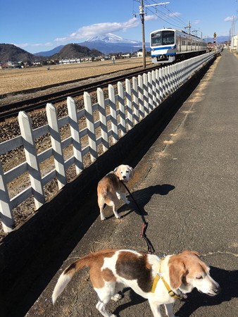 うぁーーー!急げーと焦って撮ったマリうみと富士山と伊豆箱根鉄道