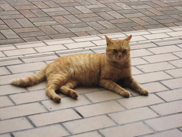 猫