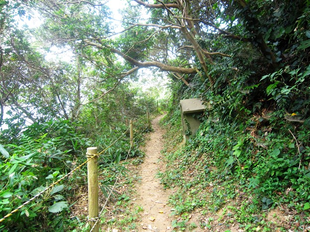 篠島南部