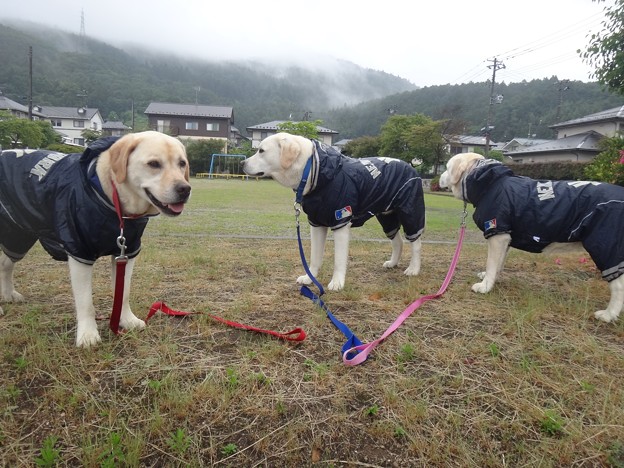 梅雨入り日