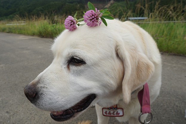 赤つめ草