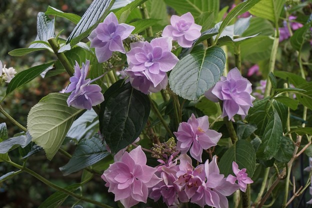 庭の紫陽花