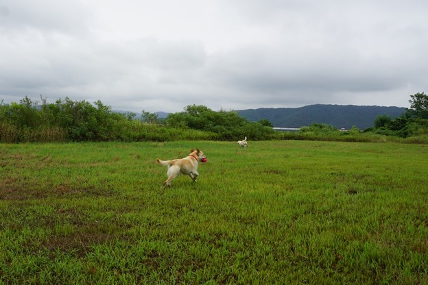 河川敷