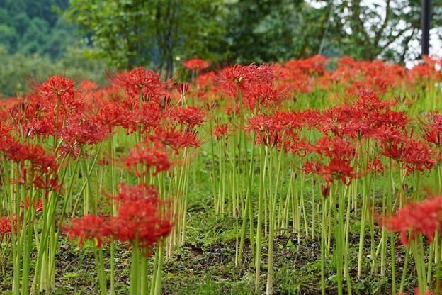 曼珠沙華