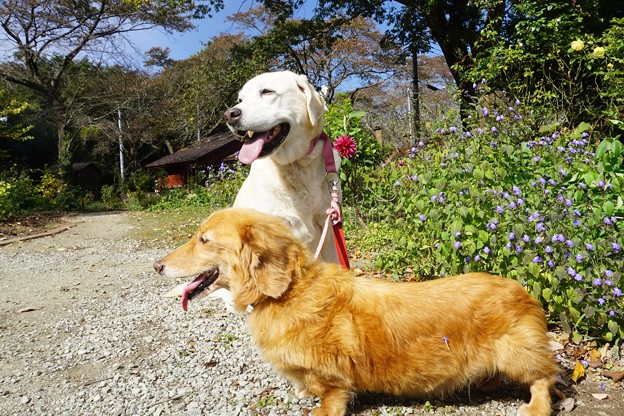 夏日射し