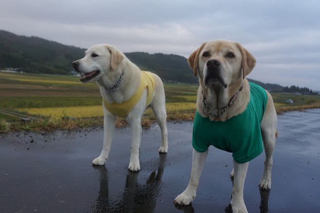 小雨中