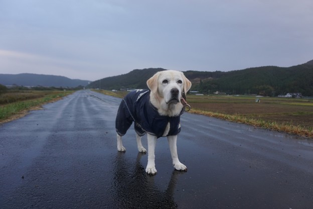 小雨中