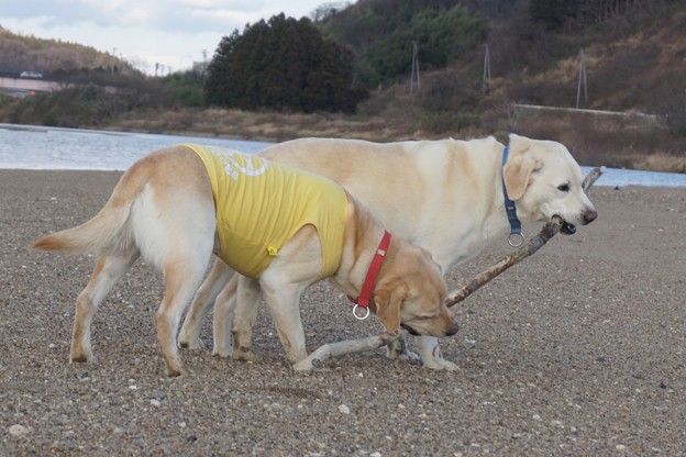 どっちが勝つか