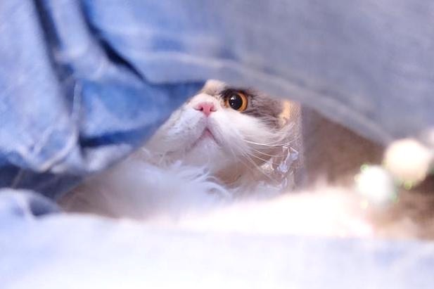 下からこんにちは2