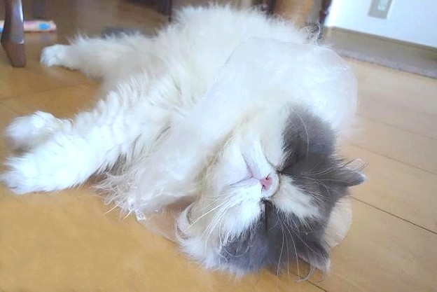 熟睡