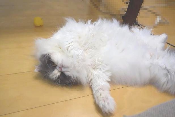 夏の風物詩(笑)