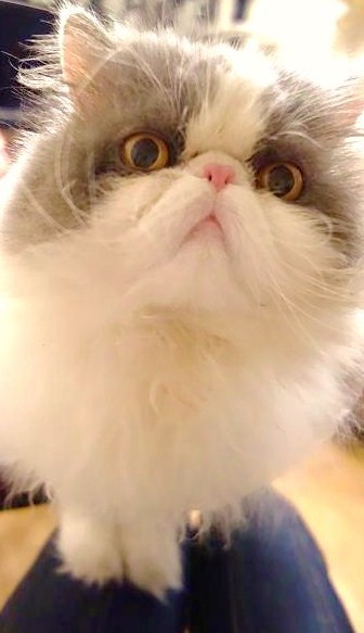 甘える