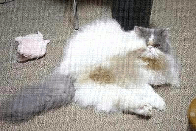 開脚GIF