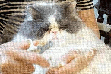 GIF!頑張るくうちゃん