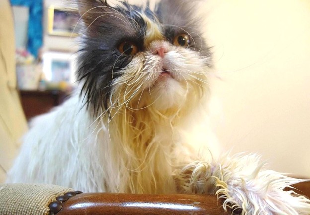 深呼吸する猫