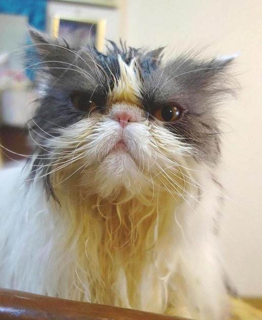 溜息をつく猫