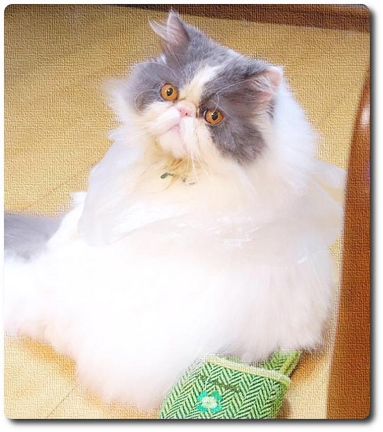 見返り猫(枠)