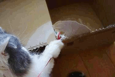 GIF静かな綱引き