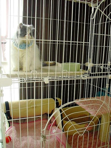 カゴの中の鳥 (3)