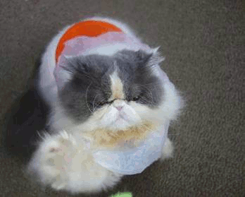 GIF!猫じゃらし(1)