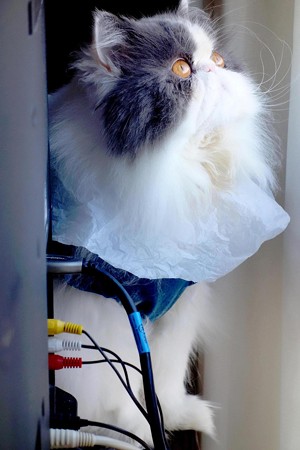 見上げる猫