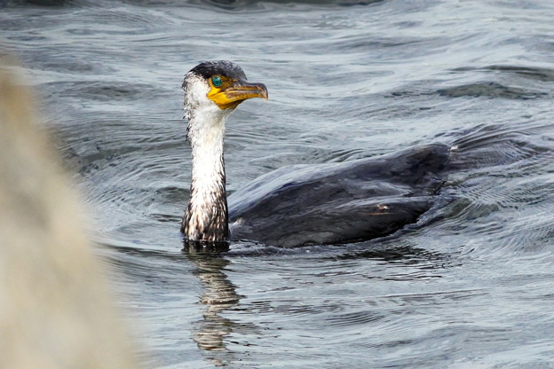 905ウミウBgh1