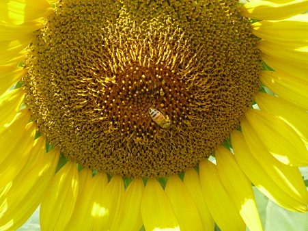 佐用ひまわり2011 011