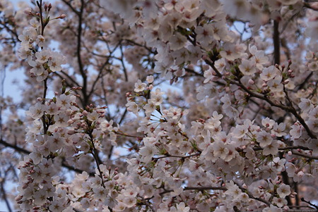 朝陽をあびる桜・その6