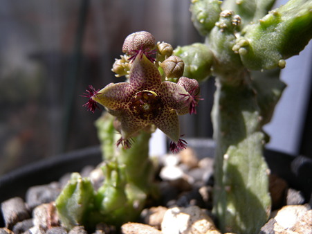 Caralluma shadhbana