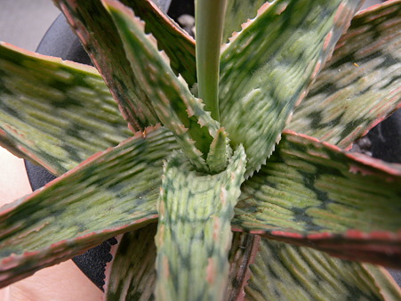 Aloe cv. Pink Blush