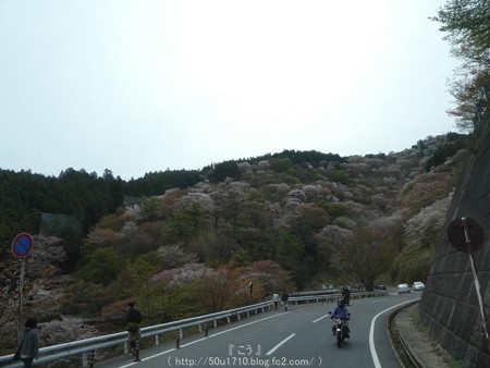 160410-吉野山 (4)
