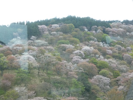 160410-吉野山 (6)