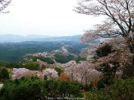 160410-吉野山 (21)