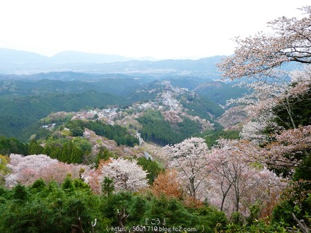 160410-吉野山 (22)