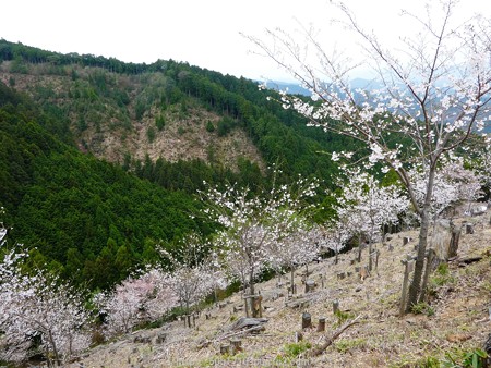 160410-吉野山 (43)
