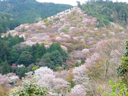 160410-吉野山 (52)