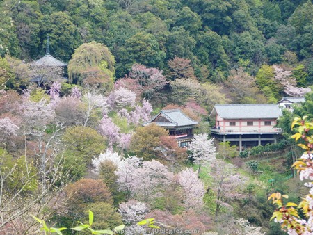 160410-吉野山 (55)