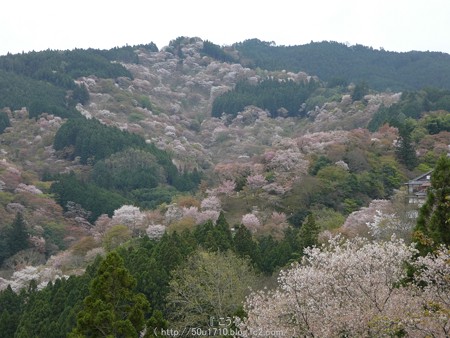 160410-吉野山 (73)