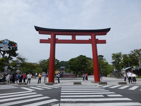 160606-鶴岡八幡宮 (1)