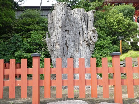 160606-鶴岡八幡宮 (13)