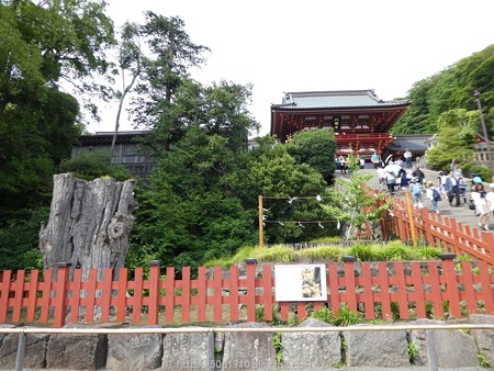 160606-鶴岡八幡宮 (16)