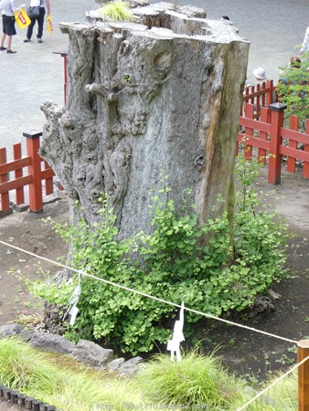 160606-鶴岡八幡宮 (20)