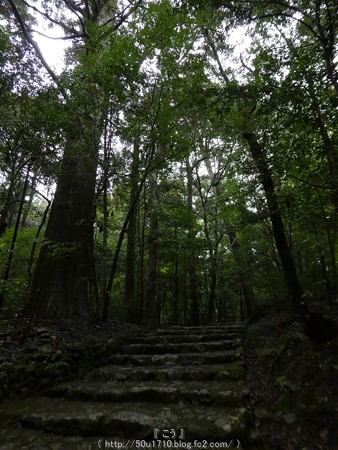 161017-瀧原宮 (59)
