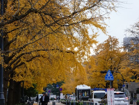 161130-山下公園通り黄葉 (7)