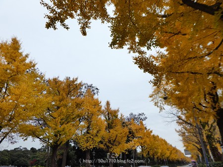 161130-山下公園通り黄葉 (20)