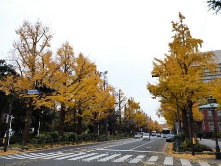 161130-山下公園通り黄葉 (22)
