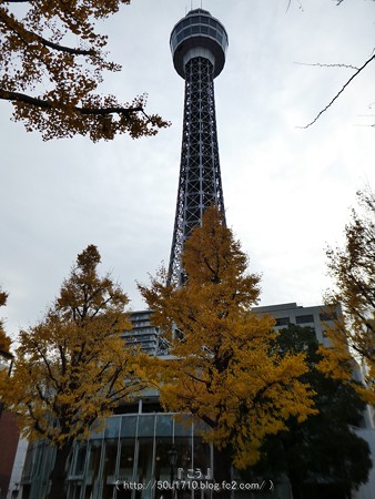 161130-山下公園通り黄葉 (36)