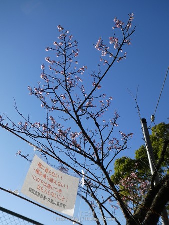 170110-久能山東照宮 (60)