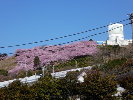 170228-松田町 河津桜 (1)
