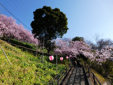 170228-松田町 河津桜 (6)